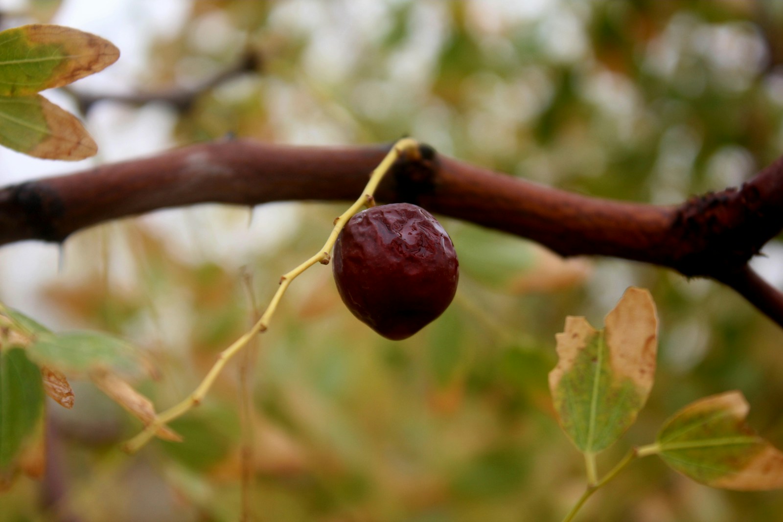 15 Best Health Benefits of Jujube: A Nutrient-Packed Fruit for Optimal Well-being 1 jujube
