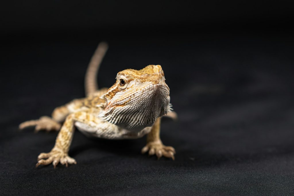 Why Your Bearded Dragon Stops Eating: Top Reasons and Solutions
