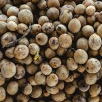 14 Amazing Health Benefits of Langsat for Children