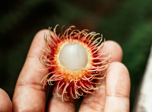 Rambutan
