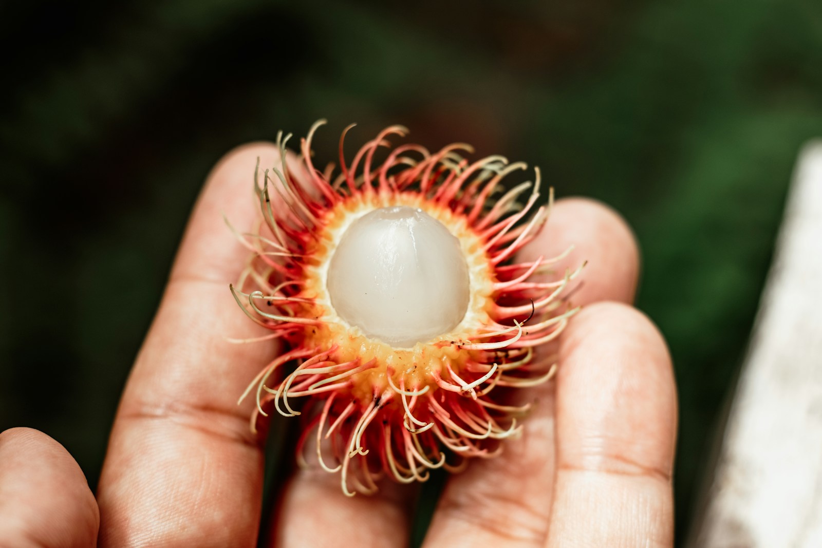 16 Amazing Health Benefits of Rambutan Fruit: A Tropical Powerhouse for Health and Wellness 1 Rambutan