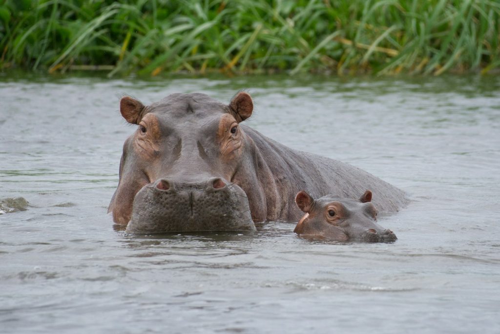 10 Best Countries to Visit in Africa 9 a hippopotamus and its baby in the water
