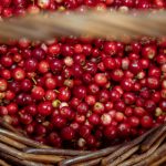 15 Amazing Health Benefits of Lingonberries that You Should Take Advantage Of