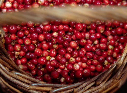 Lingonberries