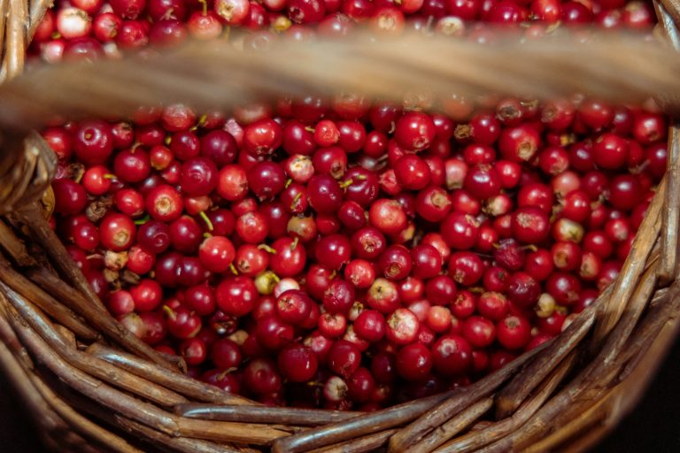 15 Amazing Health Benefits of Lingonberries that You Should Take Advantage Of