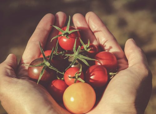 person holding red and orange tomatoes