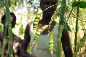 13 Amazing Benefits of Pigeon Peas