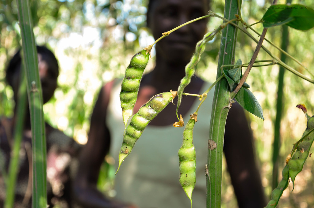 13 Amazing Benefits of Pigeon Peas