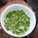 Are Moringa Leaves Good for You? 15 Remarkable Health Benefits You Should Know