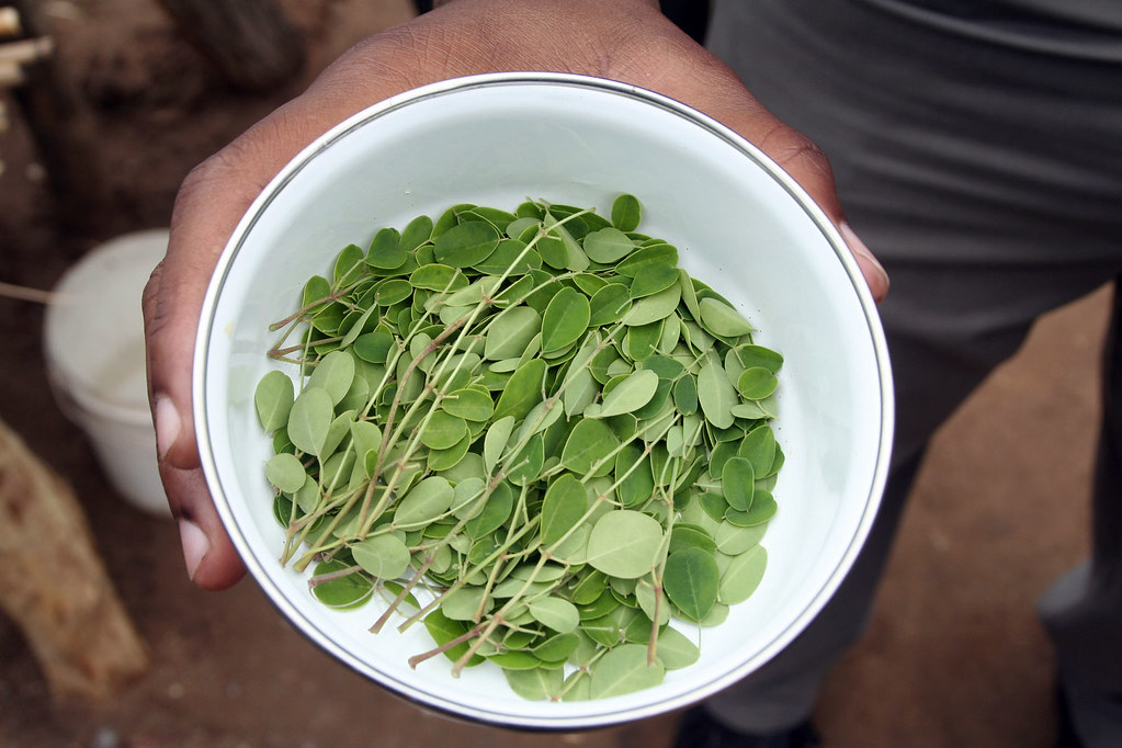 Are Moringa Leaves Good for You? 15 Remarkable Health Benefits You Should Know 1 Are Moringa Leaves Good for You? 15 Remarkable Health Benefits You Should Know