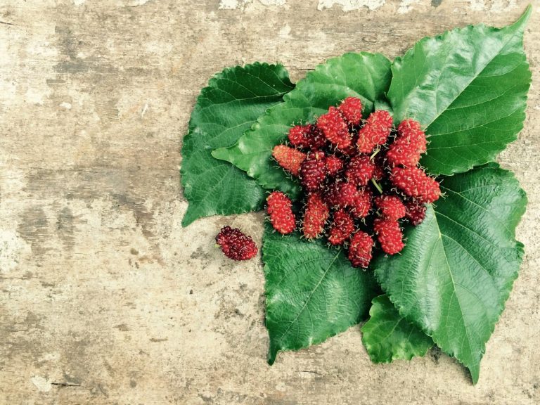 Is Consuming White Mulberry Good for Blood Sugar Control?