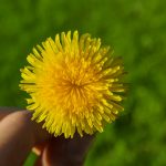 15 Wild Edibles Rich in Vitamins and Minerals That You Should Add to Your Diet
