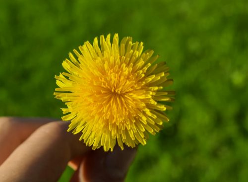 Yellow Dandelion Flower