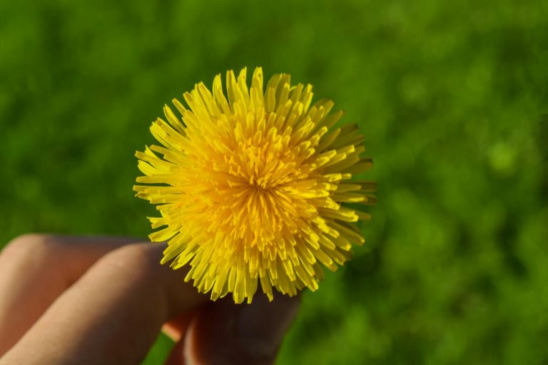 15 Wild Edibles Rich in Vitamins and Minerals That You Should Add to Your Diet
