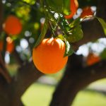 15 Best Health Benefits of Oranges for Women