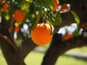 15 Best Health Benefits of Oranges for Women