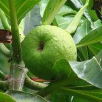 Is Eating Breadfruit a Healthy Source of Carbs?