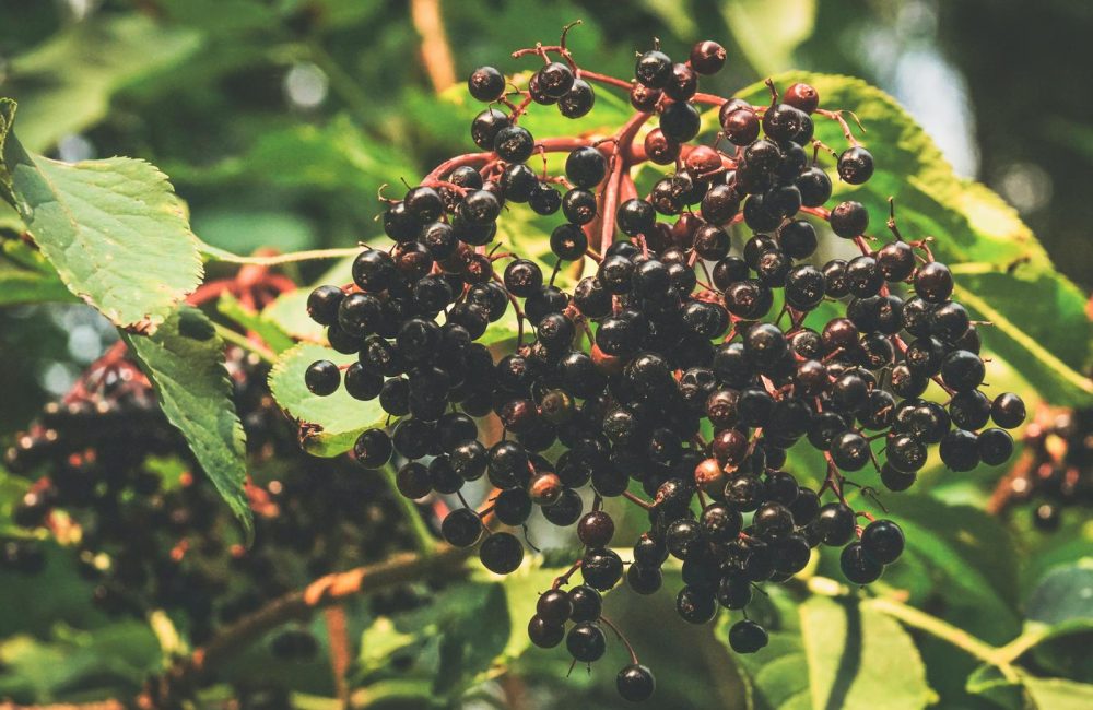Elderberry