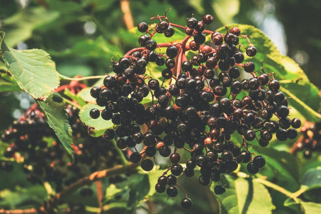 14 Best Health Benefits of Elderberry for Children 1 14 Best Health Benefits of Elderberry for Children