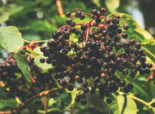 Elderberry