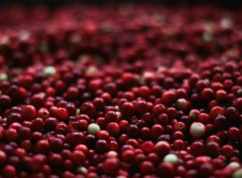 cranberries