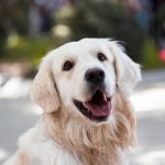 Can a Dog Sense Emotions?