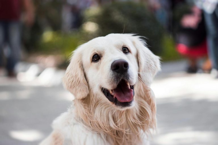 Can a Dog Sense Emotions?