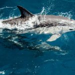 15 Surprising Facts About Dolphins