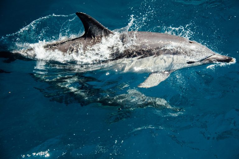15 Surprising Facts About Dolphins