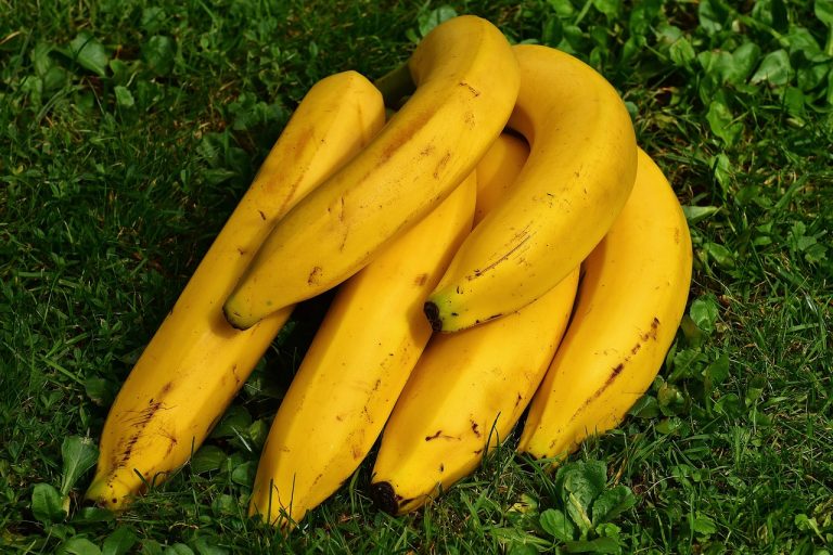 12 Plant-Based Foods for Boosting Natural Energy Levels