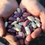 Is Following a Lectin-Free Diet Beneficial for You?