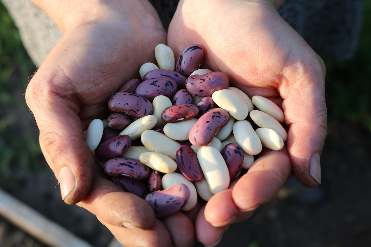 Is Following a Lectin-Free Diet Beneficial for You? 1 beans