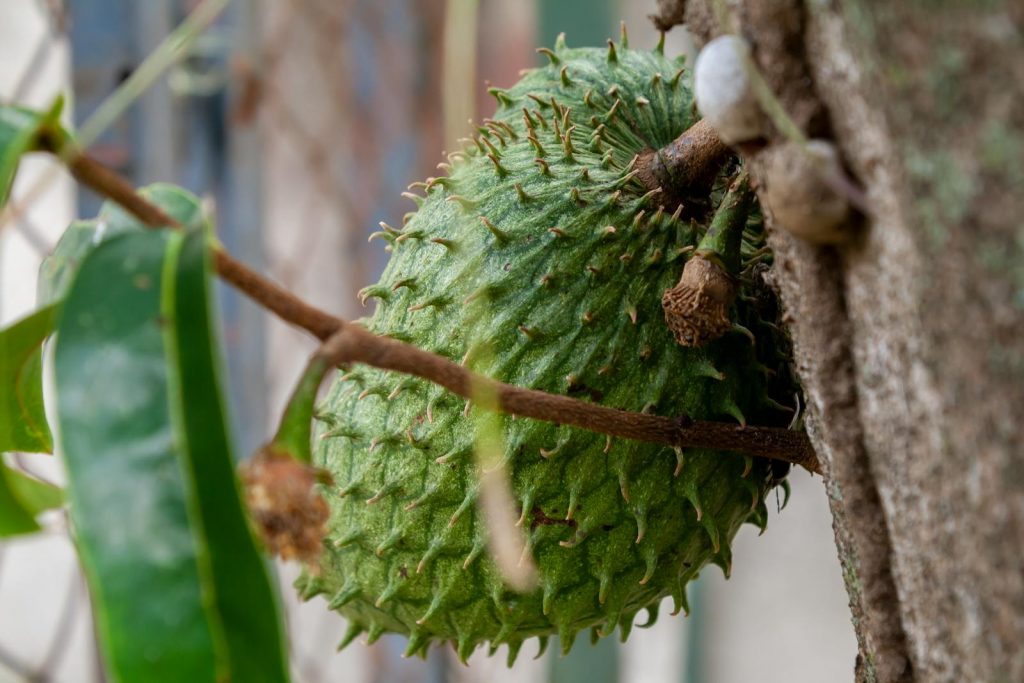 16 Amazing Health Benefits of Eating Soursop