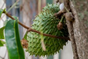 16 Amazing Health Benefits of Eating Soursop