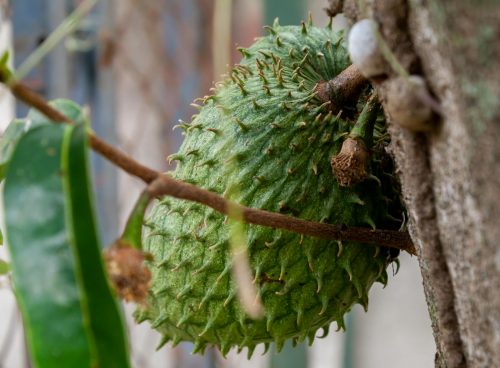 soursop