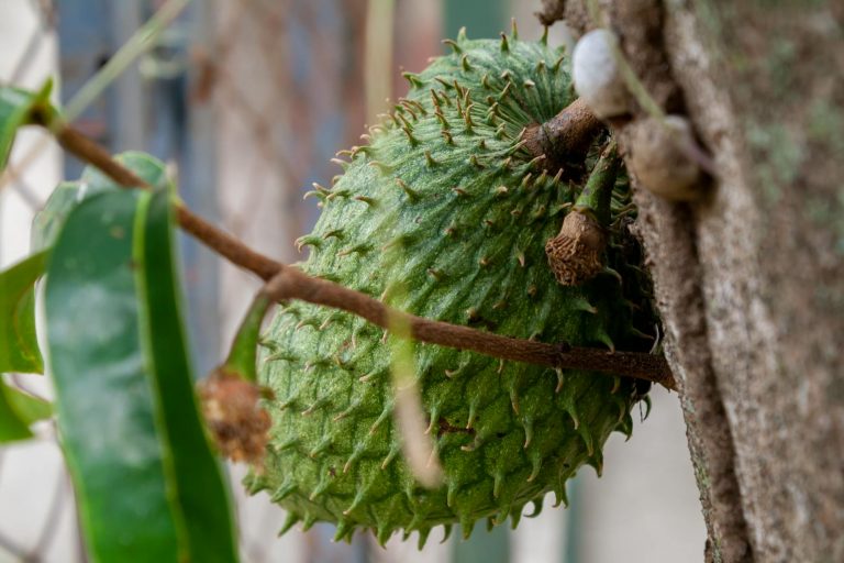 16 Amazing Health Benefits of Eating Soursop