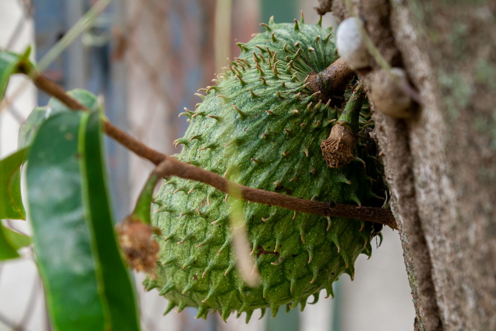 soursop