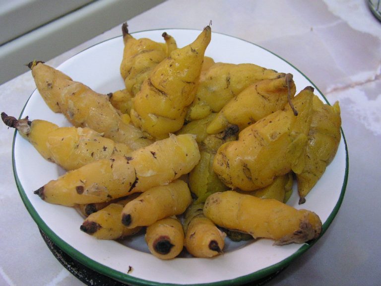 14 Amazing Health Benefits of Oca Tubers