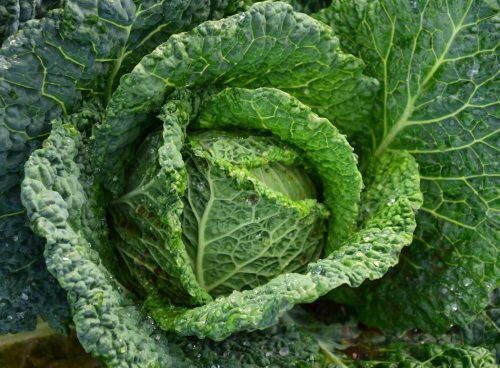 Green Cabbage