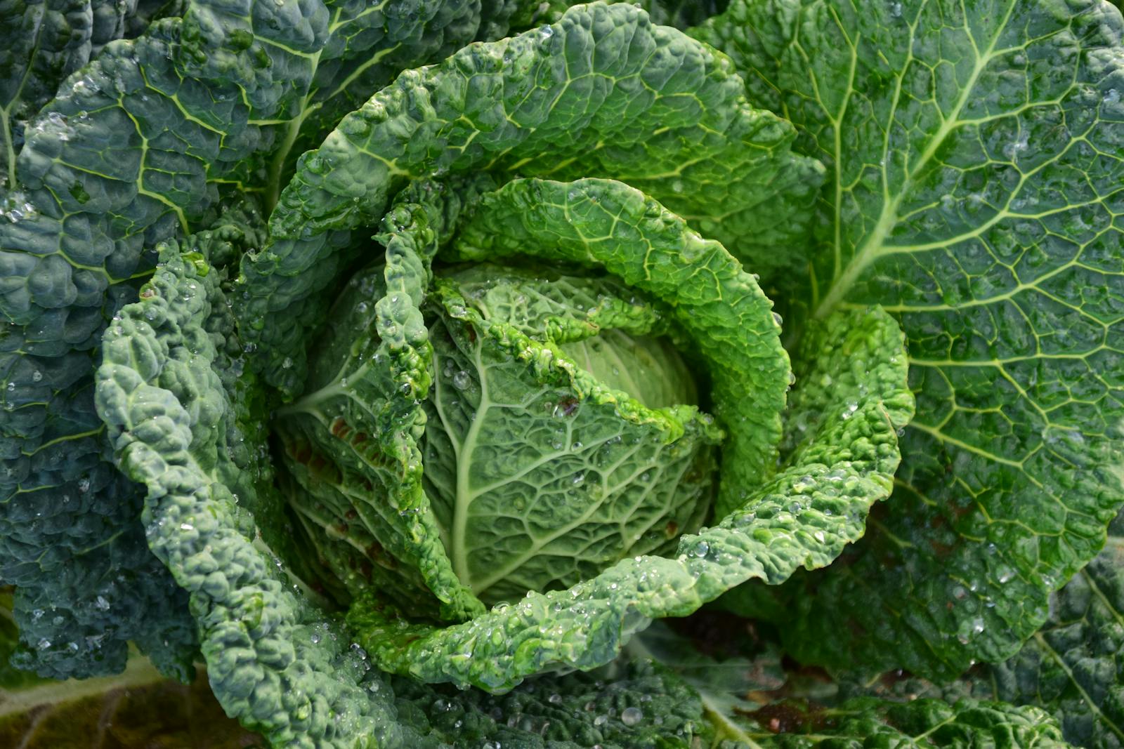 Green Cabbage