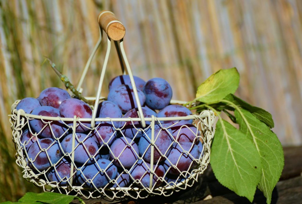 15 Best Health Benefits of Plums for Children 1 15 Best Health Benefits of Plums for Children