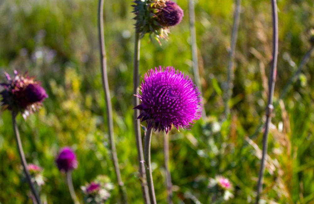 milk thistle