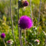 10 Natural Remedies Against Wilson’s Disease