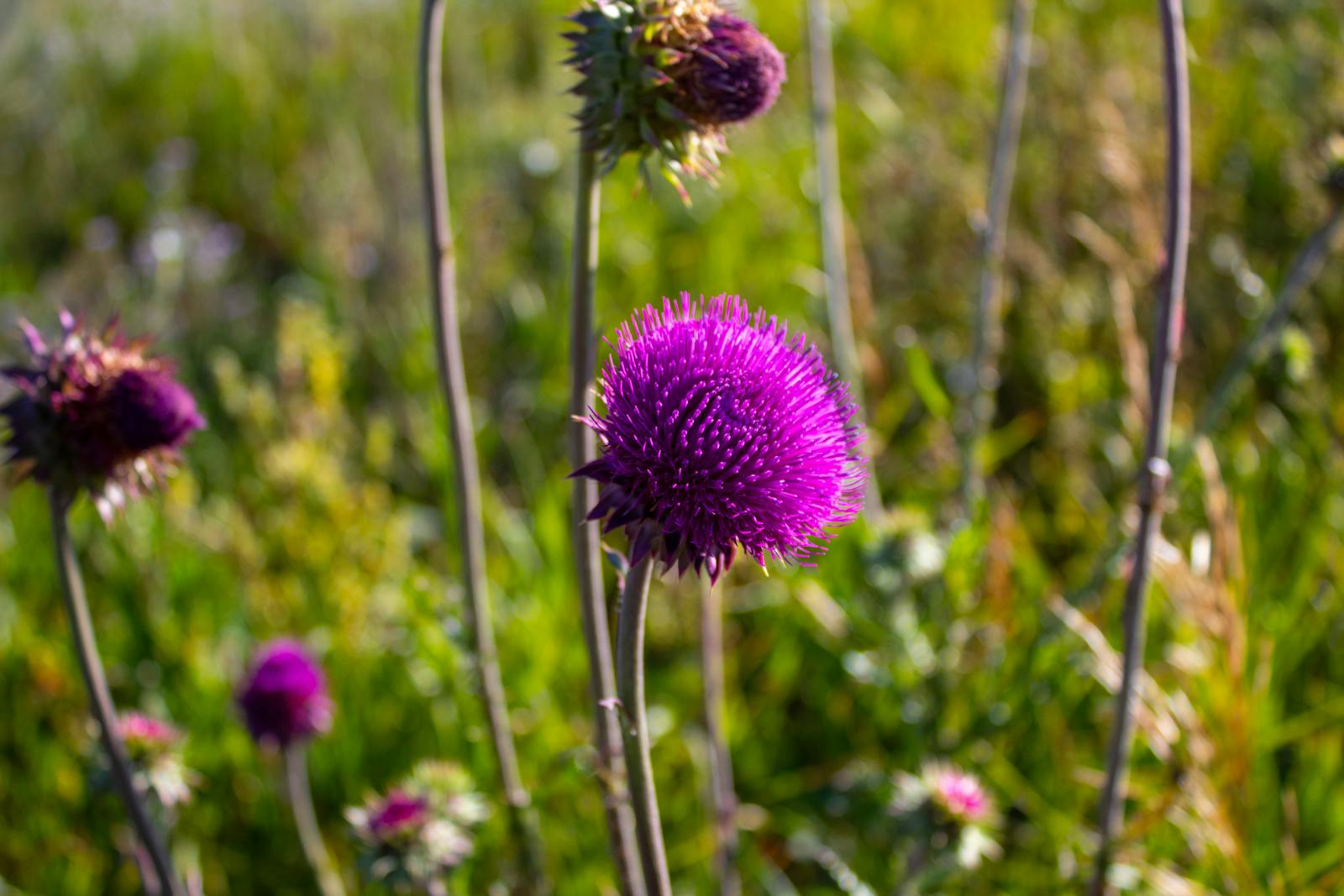 milk thistle
