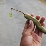 16 Best Health Benefits of Tamarind for Children