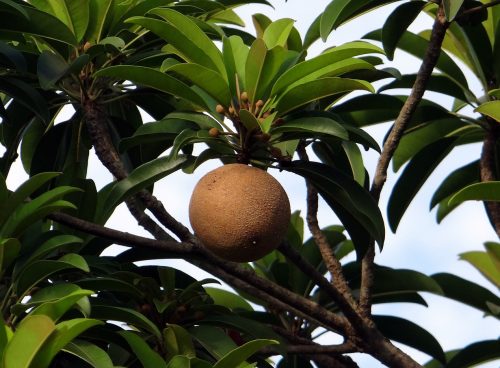 chikoo, sapota, manilkara zapota