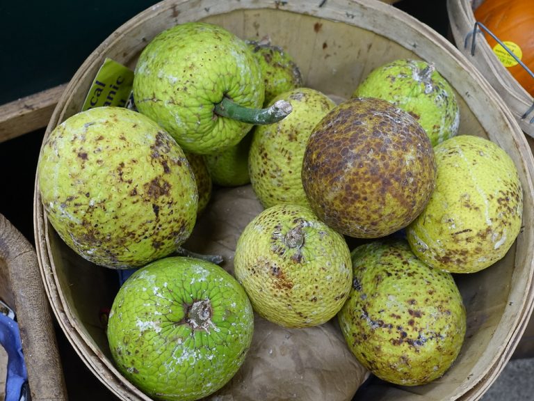 Is Eating Breadfruit Safe for People with Diabetes?