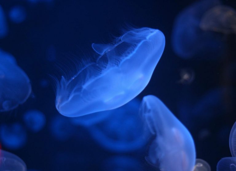 How Does Bioluminescence Work in Deep-Sea Creatures?