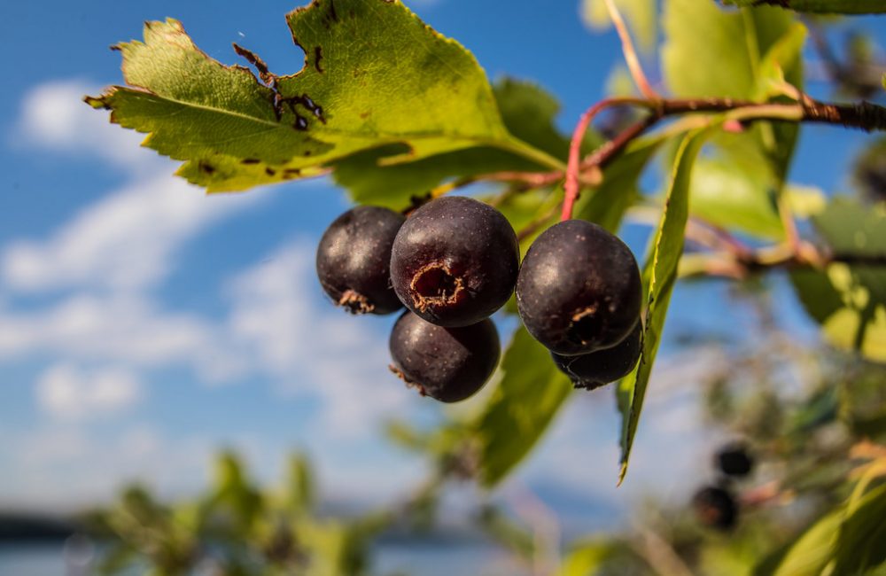 Serviceberry