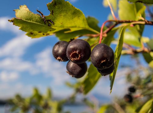 Serviceberry